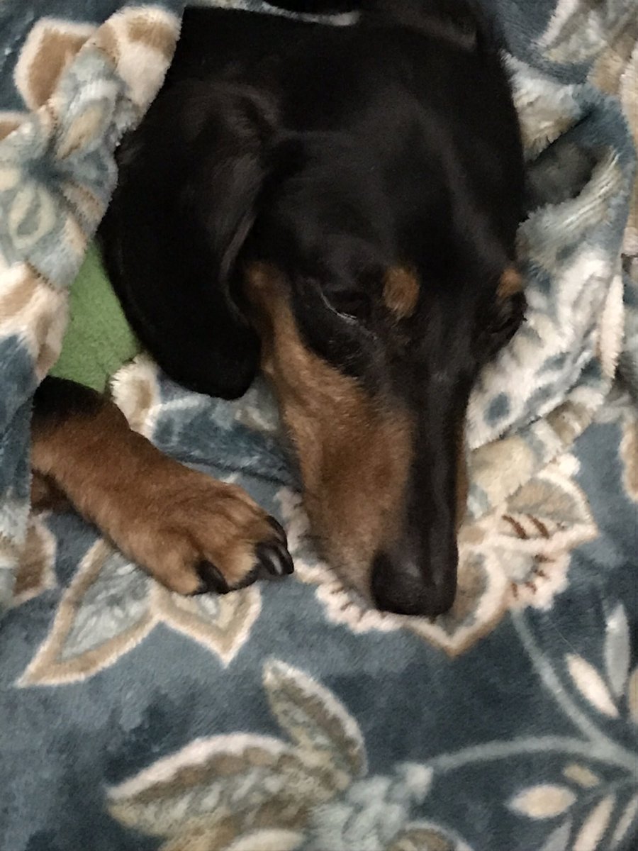 TheBonziBomber's tweet photo. Taking a short snooze, while being #PawPerfect ๐พ https://t.co/Px6dg1Jmpn