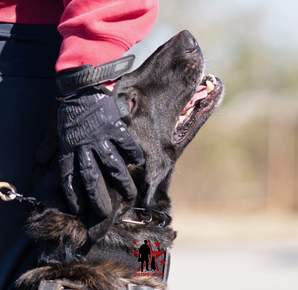 Spikesk9fund's tweet photo. Partners and pals 🐾❤️
#k9bond #k9handler #k9officer #workingdogs #k9love #workingdogsofinsta #dogoftheday #dog https://t.co/7zwsSnNc86
