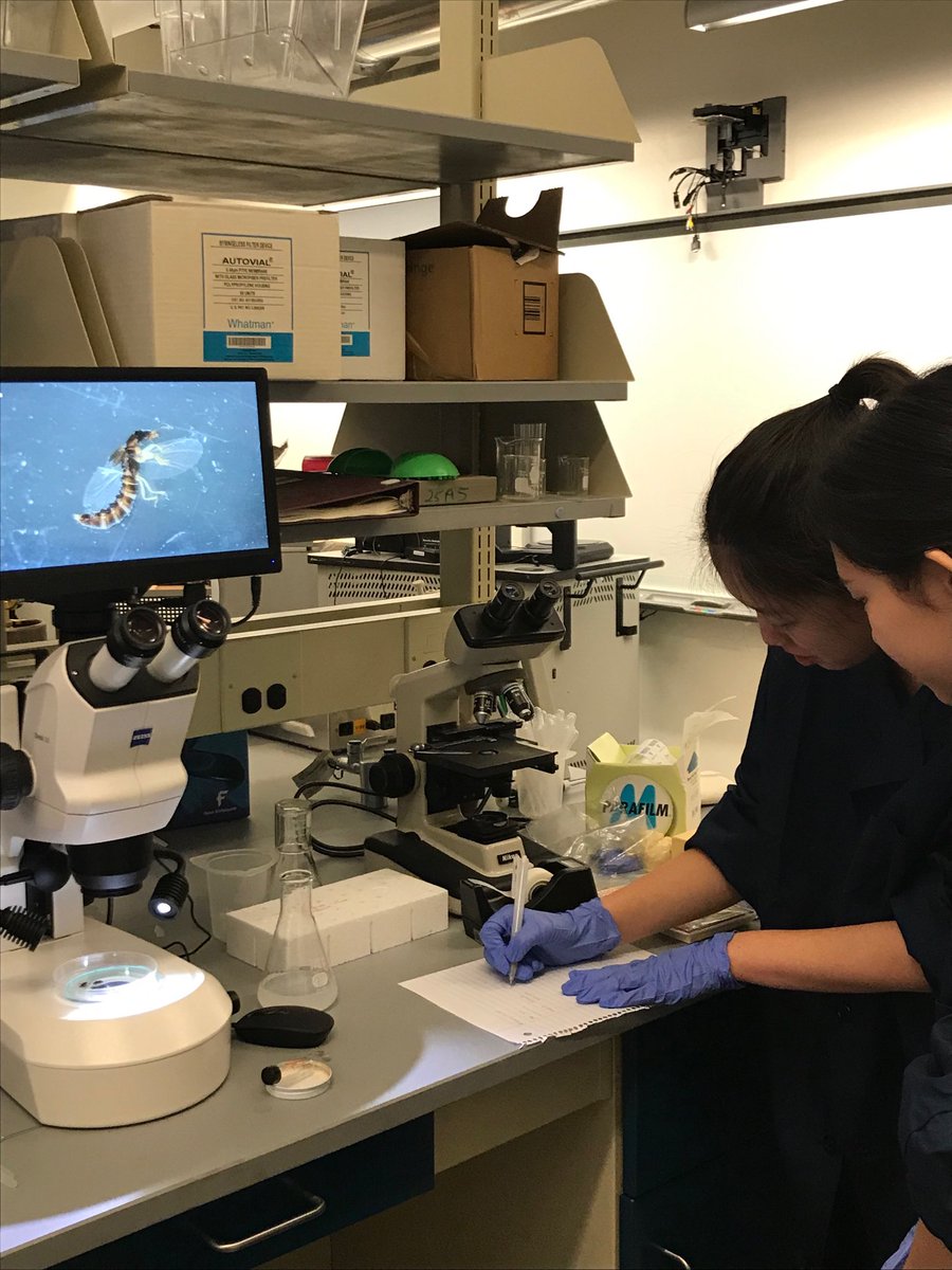 dell_alison's tweet photo. #UBRP students banish the Mondays - documenting this sunmer’s ⁦@NewtownCreek⁩ invertebrates before DNA barcoding ⁦@SFCNY⁩ ⁦@CMarizzi⁩ ⁦@AlisonCucco⁩ #safetyproject https://t.co/Hlga22hWEW