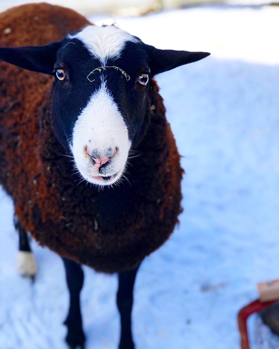 RileyFarmRescue's tweet image. &quot;Why is Monday so far from Friday and Friday so close to Monday &quot; 😂Noelle🐑has a good point ! #goodnight to her sponsor @caznif 
...
... #mondayblues #sheephumor #veganforthem #happymonday