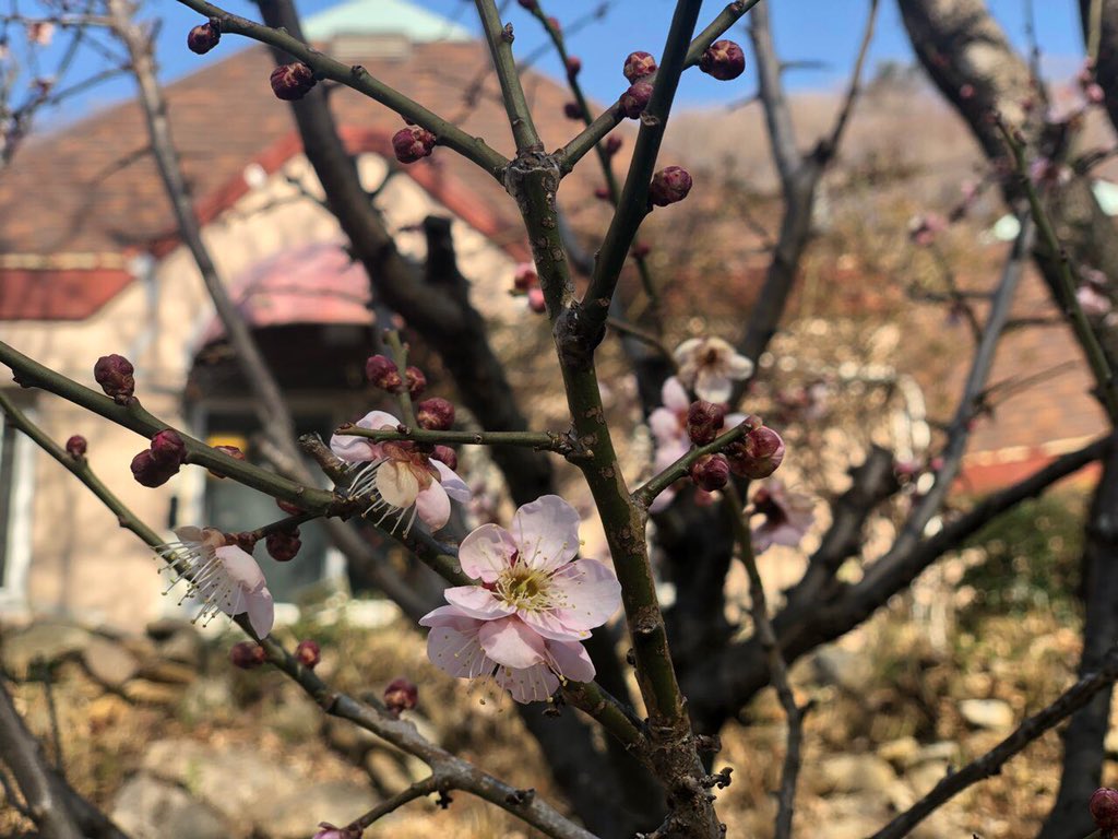 설날 아침,
양산집 마당에 매화꽃이 피었습니다. 
찬찬히 살펴보니 들꽃도 피기 시작했고, 
새쑥이 돋은 곳도 있습니다. 
나태주 시인의 짧은 시가 생각납니다. 

풀꽃 

자세히 보아야 예쁘다 
오래 보아야 사랑스럽다 
너도 그렇다