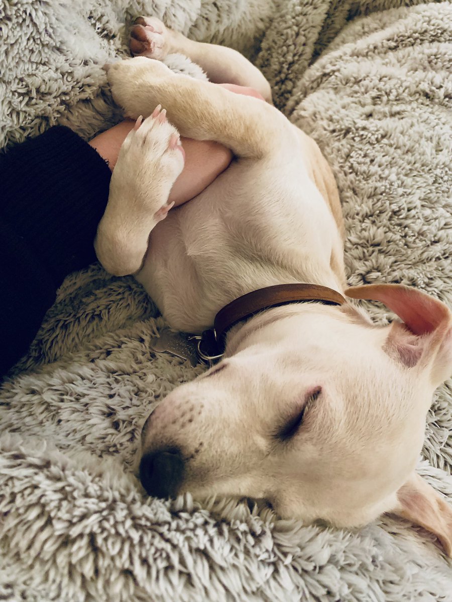natashapeebs's tweet photo. We don’t deserve dogs https://t.co/FT2DhdynTI