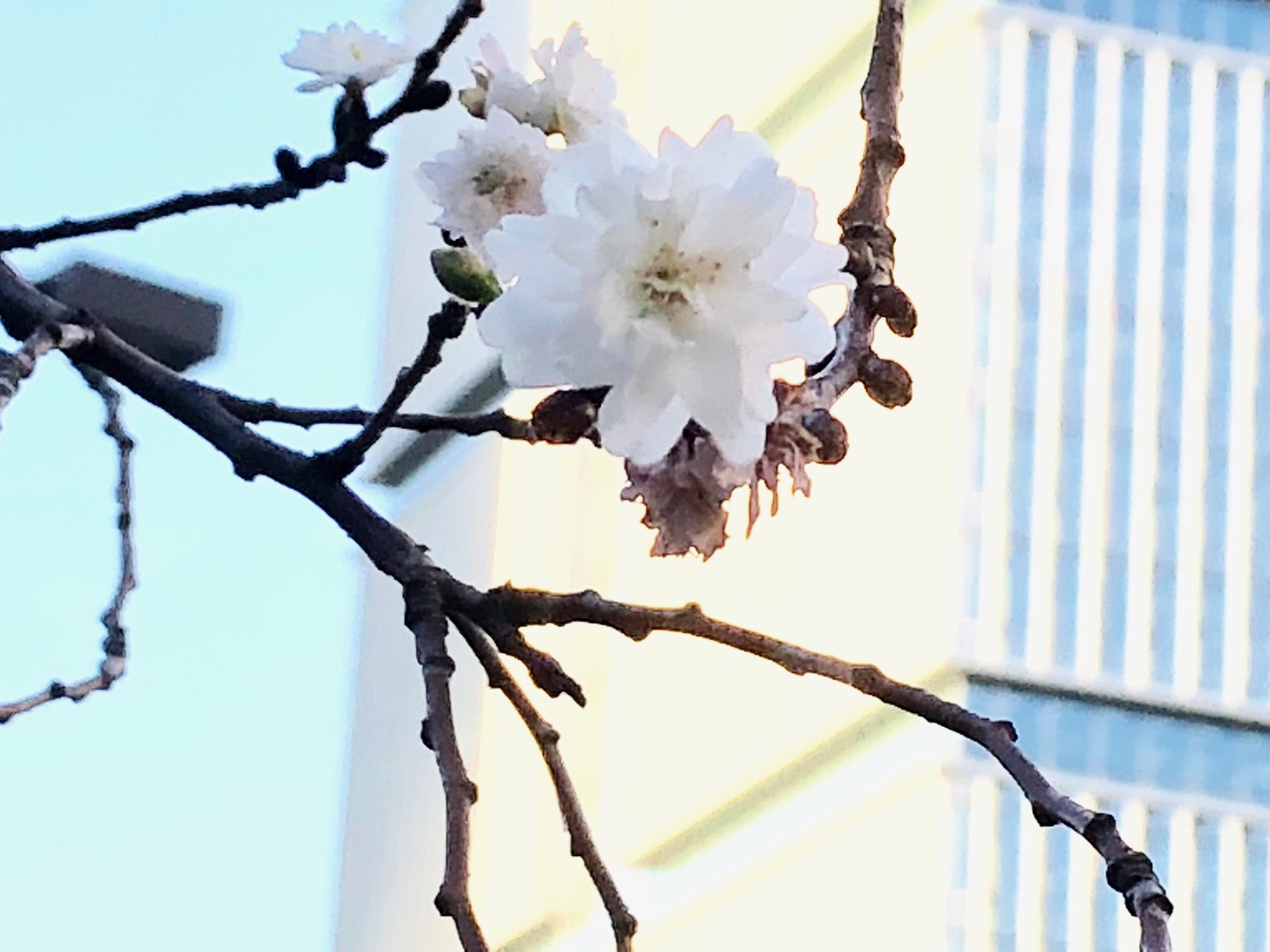 花追人 赤坂見附 交差点の冬咲きの桜 花が増えたのでよーく観察すると 子福桜のよう 昨日撮影 桜 Sakura T Co W8ksgafvmm Twitter