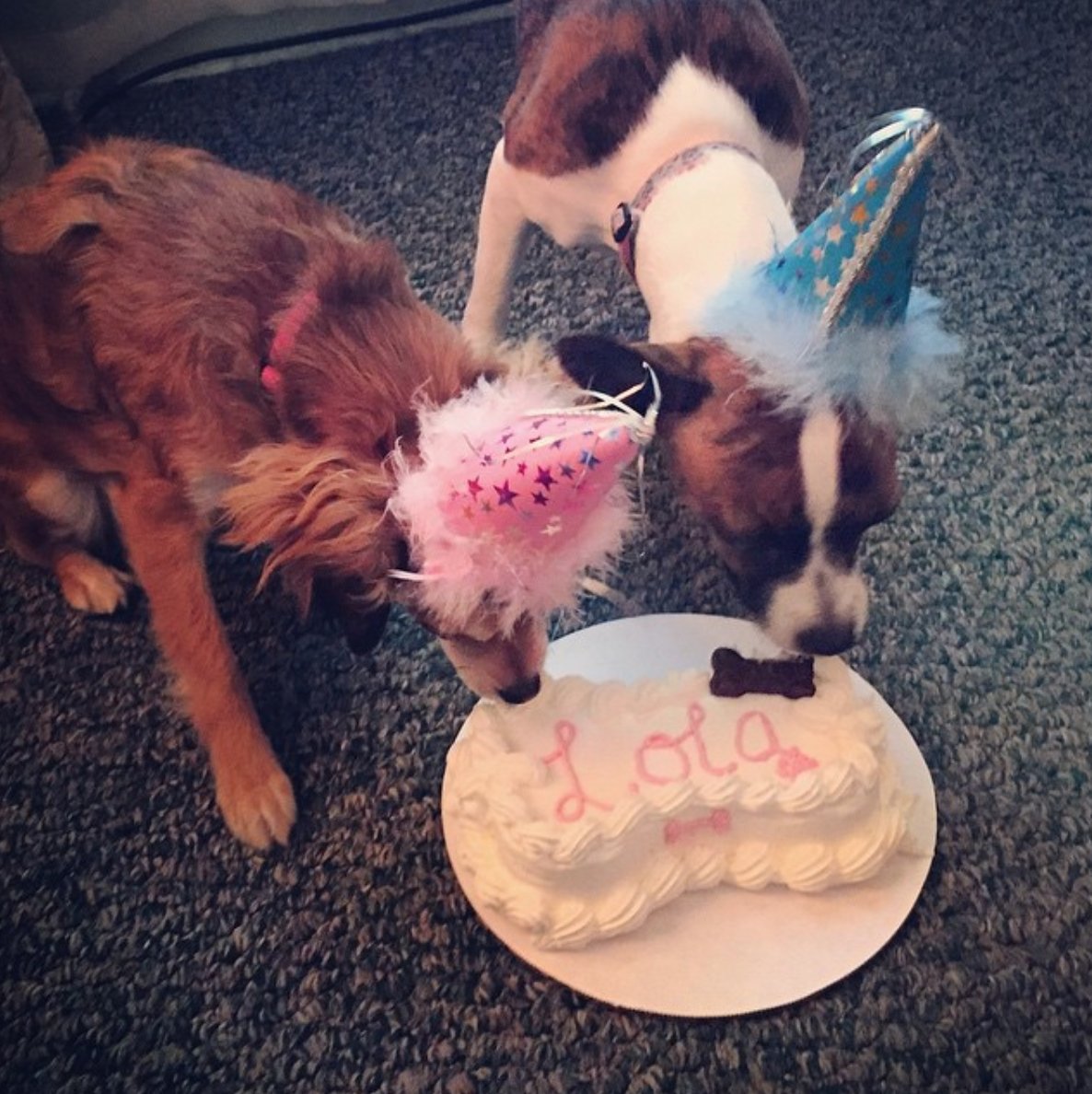 FleaAway's tweet photo. Happy 6th birthday to Lola! Her and Luna are enjoying some yummy cake from @pawpleasers https://t.co/yopcTbppGS