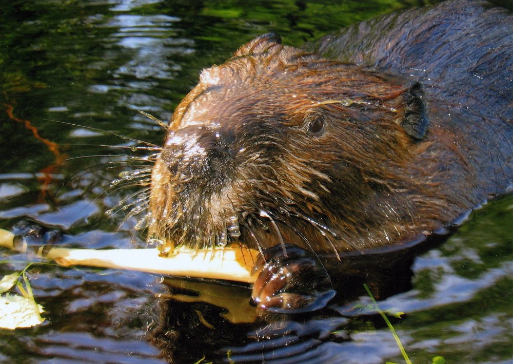 OntarioParks's tweet image. Why are beavers important to Ontario's ecology? bit.ly/2mmIKJC