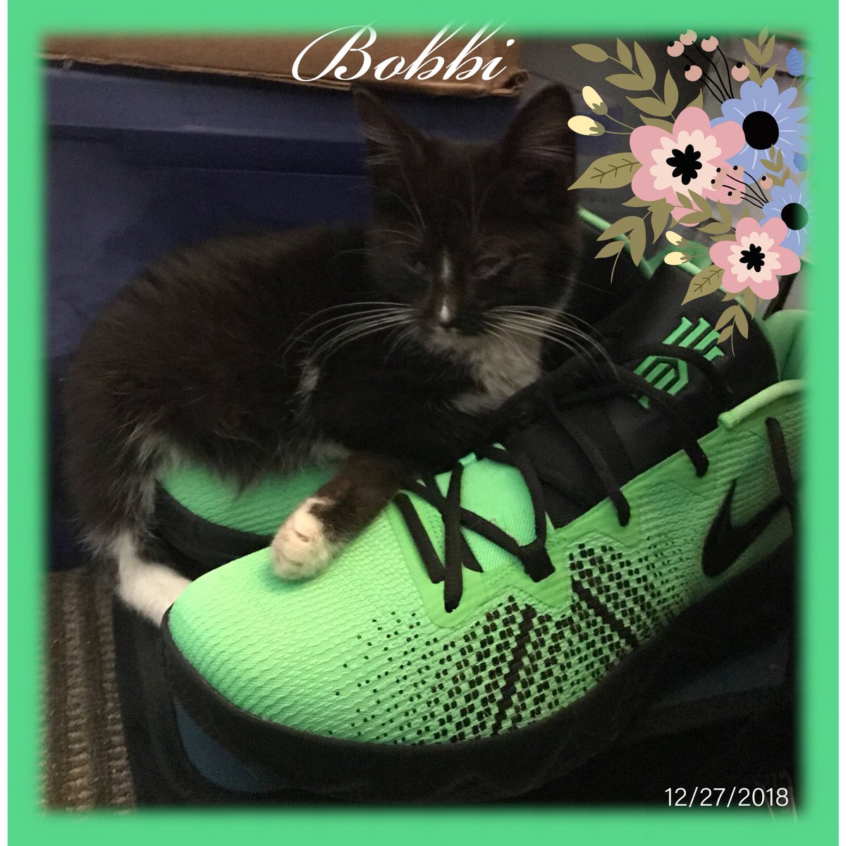 KathywithaK13's tweet photo. @PurinaCatChow Thank you so much. I’m sorry I’m just seeing this now. We found out that Michael is actually a girl, so we named her Bobbi Lynn. lol 😂 https://t.co/xXlrZx1Lu7