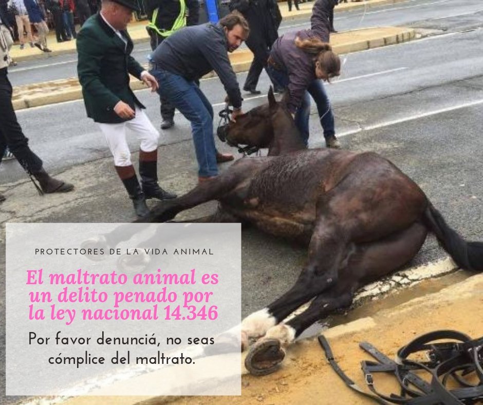 AnimalitruS's tweet photo. ¿CUÁNDO DENUNCIAR EL MALTRATO ANIMAL?   Ingresá al siguiente link: https://t.co/bLoBEQneKT
<<compartir>> https://t.co/unSdN7Zfhp