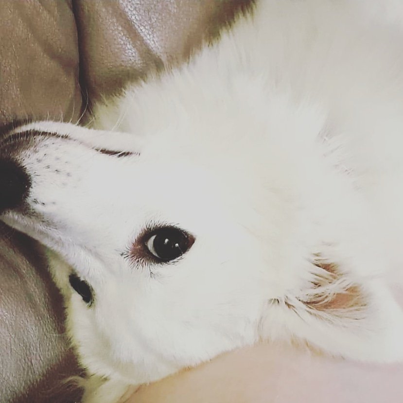 BeauSpitz's tweet photo. Well hi there!!!! 

#TuesdayMorning #puppiesofinstagram #funnydogs #beauthespitz https://t.co/TtHznV5tDr