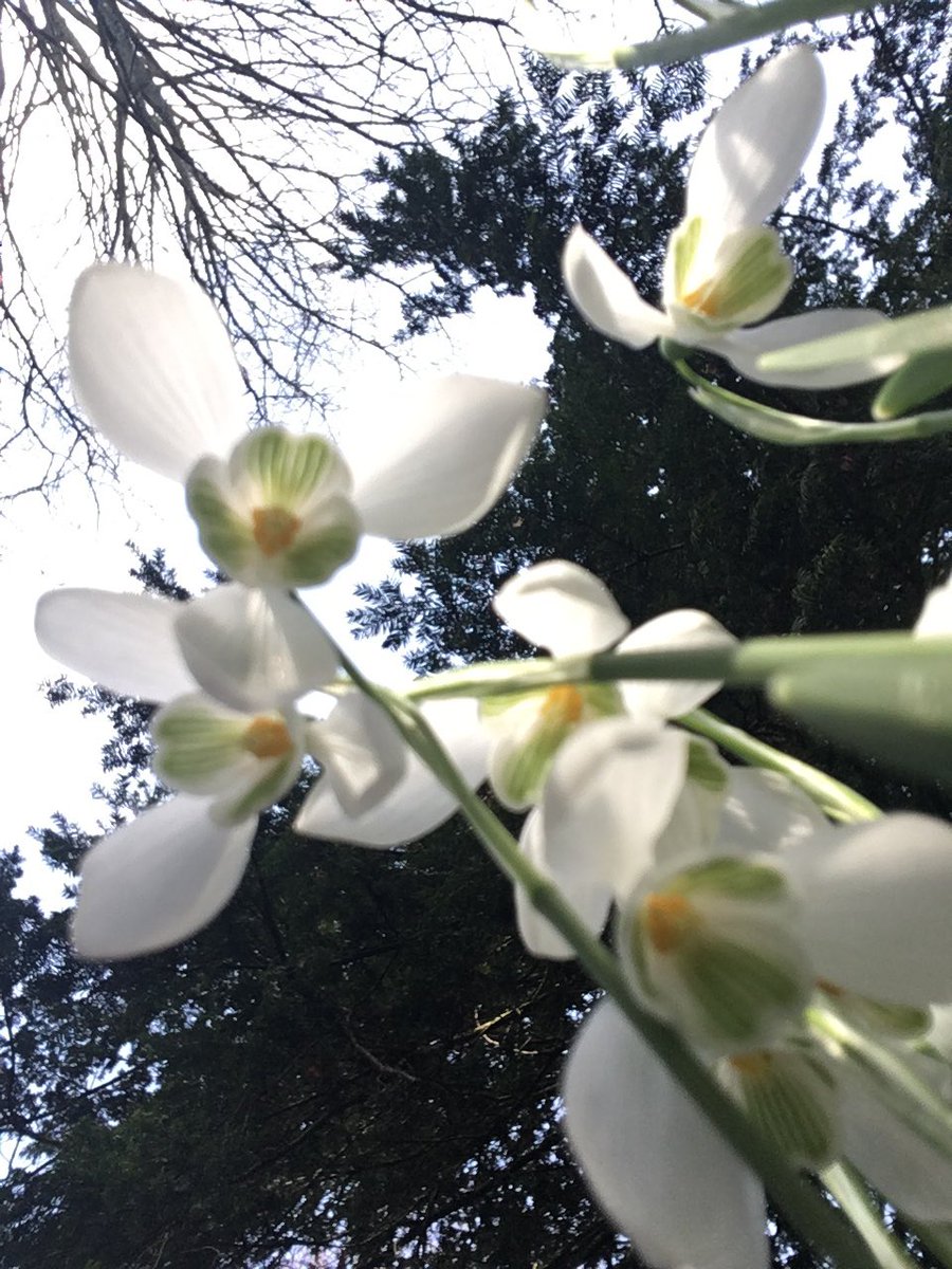 BeccaMoreland's tweet photo. Snow drops from below! #SnowDrops #NTKingstonLacy #NT #NewProspective @pinpower https://t.co/7SUpiuoqoZ