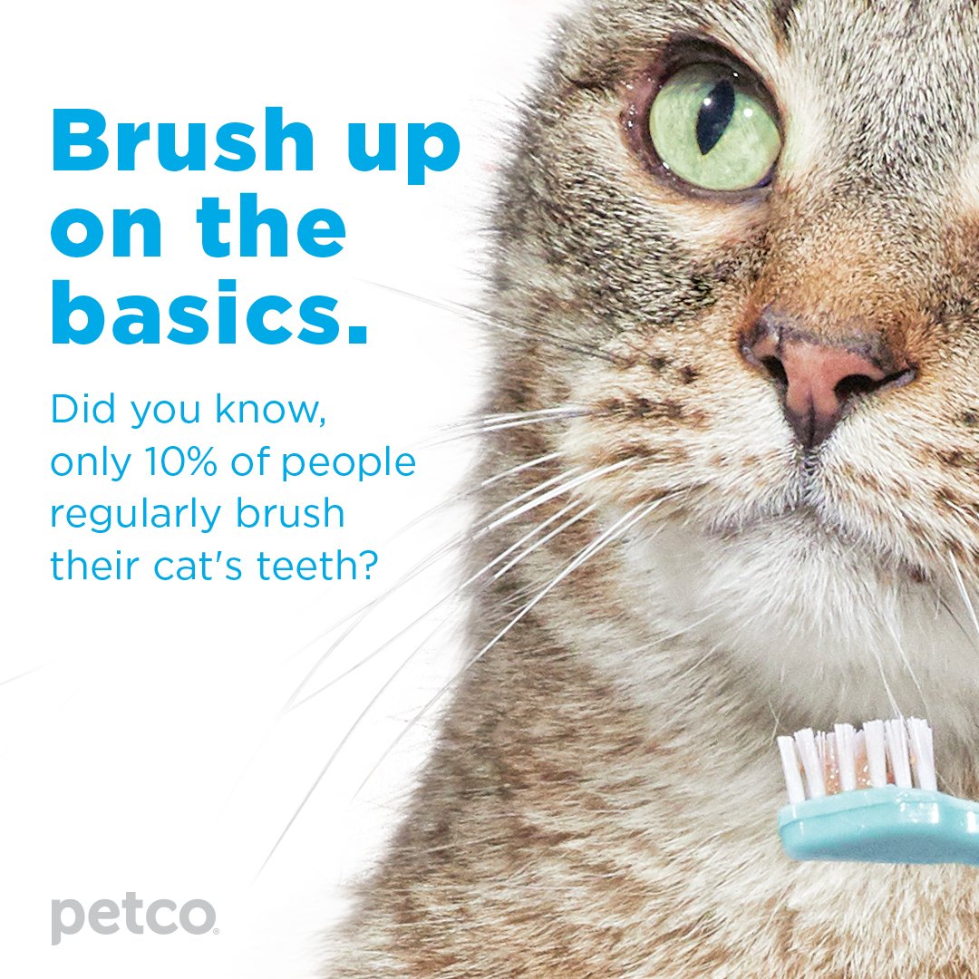 petco teeth brushing
