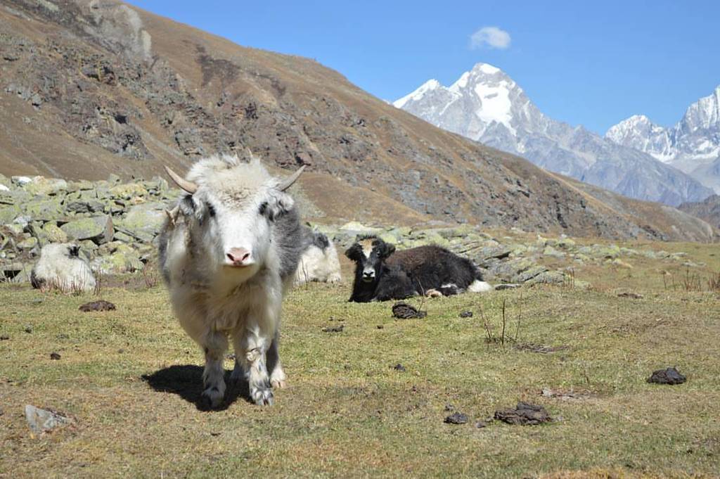 #moxtain #yak #babyyak #rupinpass #waterfall #evening #sunset #nomad #himalayas #wanderlust #trekking #trekkersofindia #wandering #nature #Mountains

#serene @natgeotravel @himalayangeographic #natgeo #instanature #nature #peace #trekking #travel #instat… bit.ly/2RF1IFZ