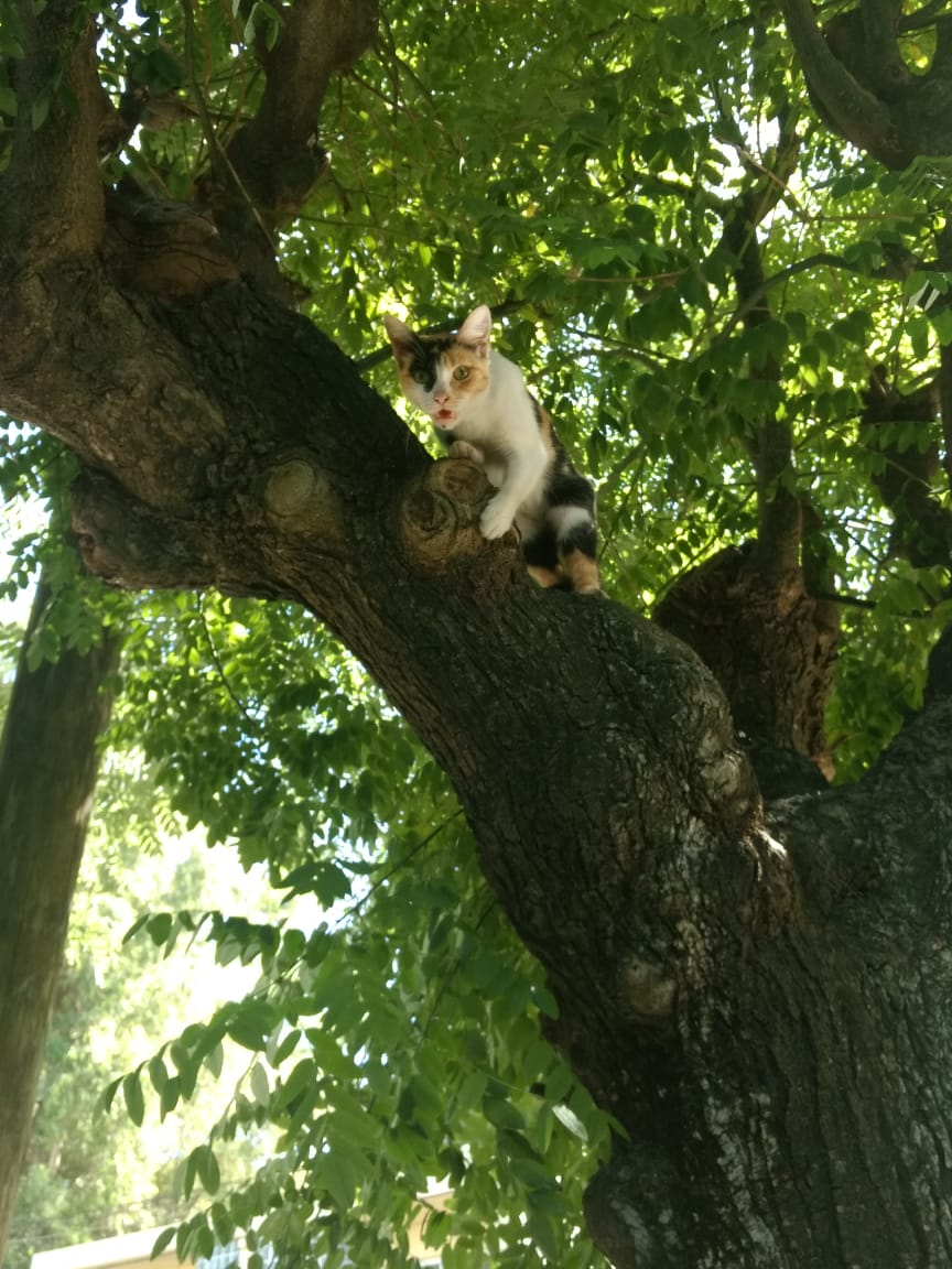 AleLaburgue's tweet photo. Esta gatita trico la rescatamos hoy, estaba como se ve en un árbol de José Hernández y San Blas,Tortuguitas, en buenas condiciones, solo con hambre y sed. Es súper dócil. Tiene aprox seis meses.
Se da en adopción responsable, la trasladamos sin problemas.
#MUCHOSGATOSPOCASCASAS https://t.co/VlfhuM1DD6