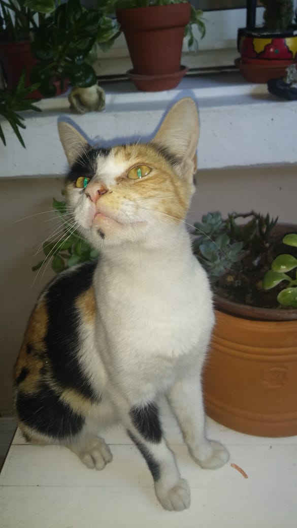 AleLaburgue's tweet photo. Esta gatita trico la rescatamos hoy, estaba como se ve en un árbol de José Hernández y San Blas,Tortuguitas, en buenas condiciones, solo con hambre y sed. Es súper dócil. Tiene aprox seis meses.
Se da en adopción responsable, la trasladamos sin problemas.
#MUCHOSGATOSPOCASCASAS https://t.co/VlfhuM1DD6