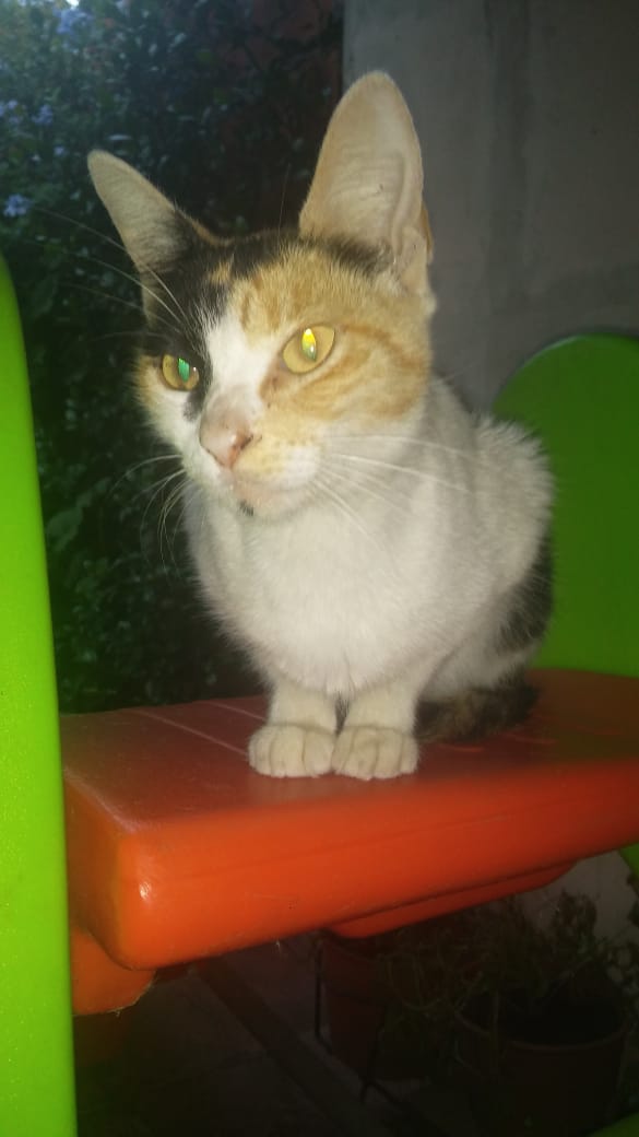 AleLaburgue's tweet photo. Esta gatita trico la rescatamos hoy, estaba como se ve en un árbol de José Hernández y San Blas,Tortuguitas, en buenas condiciones, solo con hambre y sed. Es súper dócil. Tiene aprox seis meses.
Se da en adopción responsable, la trasladamos sin problemas.
#MUCHOSGATOSPOCASCASAS https://t.co/VlfhuM1DD6
