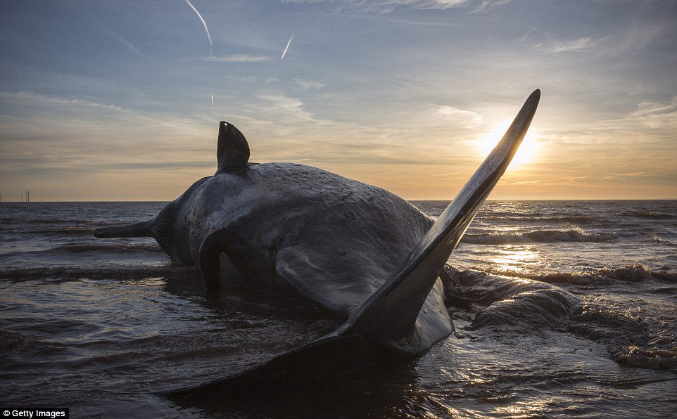 Dr. Donald Allen Deever tweet media