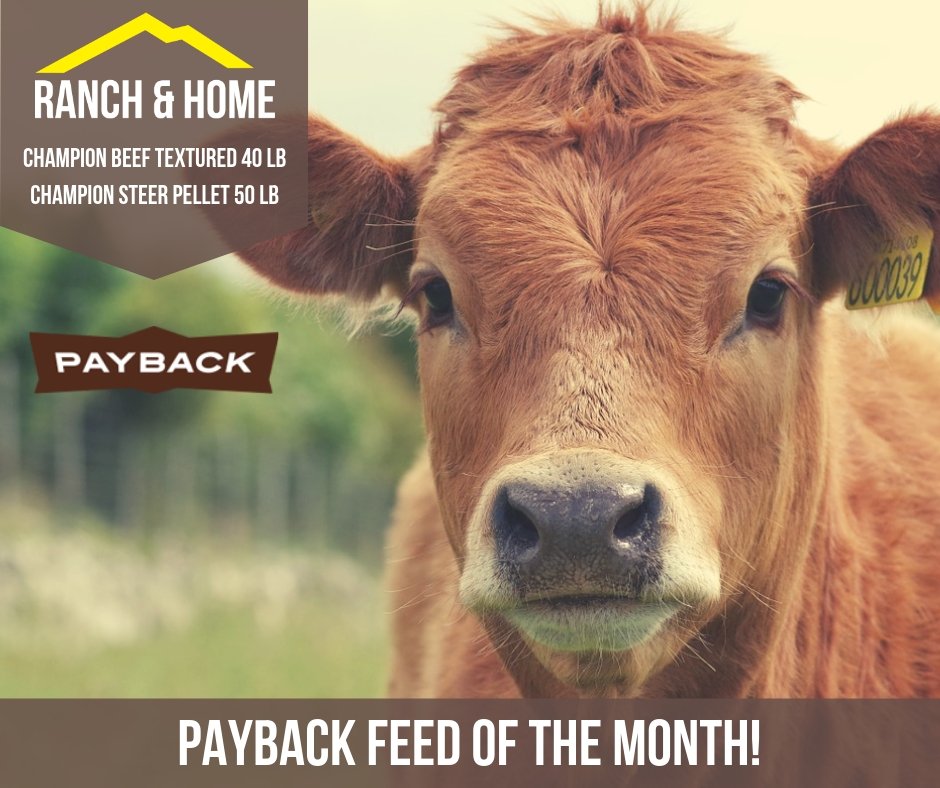 Holy COW! Did you see the Payback Feed of the Month for February?! Champion Beef Textured 40 lb. & Champion Steer Pellet 50 lb. bags are on sale NOW! Stop by a Ranch & Home near you & pick up any of these amazing products! Otherwise, you'll be udderly sorry! #ThinkRanchAndHome