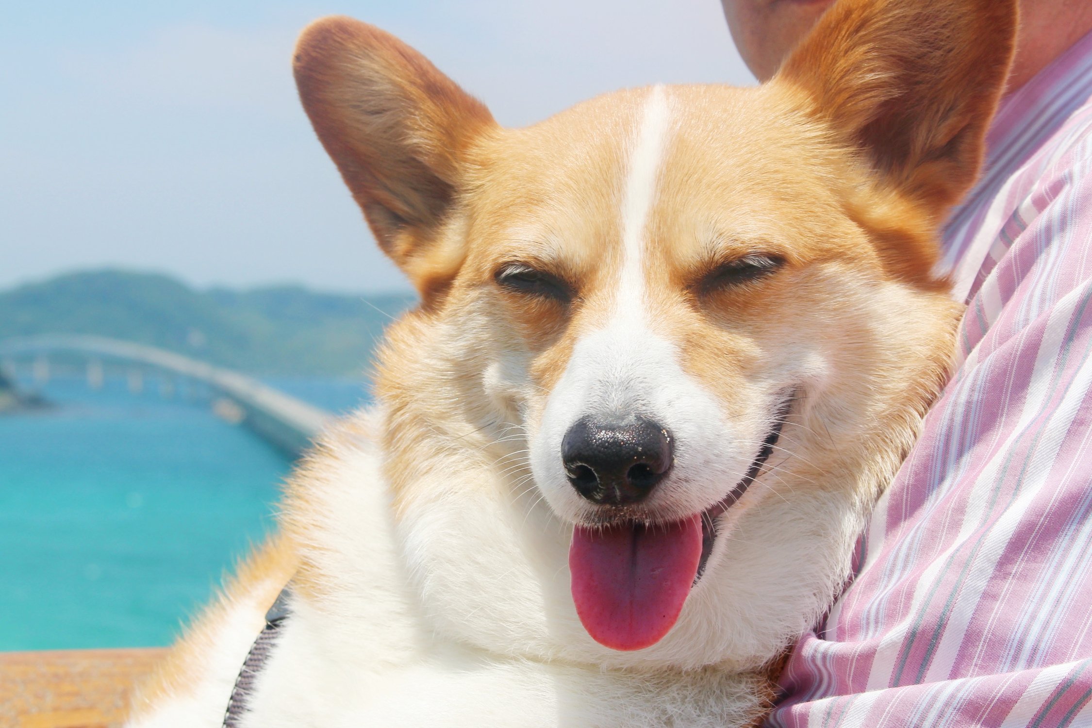 ペピイ 世界の犬種百科 ウェルシュ コーギー ペンブローク 原産地はイギリス 胴長短足に 豊かな表情 ふりふりお尻が魅力 古くから牧羊犬として活躍し 運動能力が高く 体を動かすことが大好きです 興奮しやすい一面がありますが 賢く社交的で