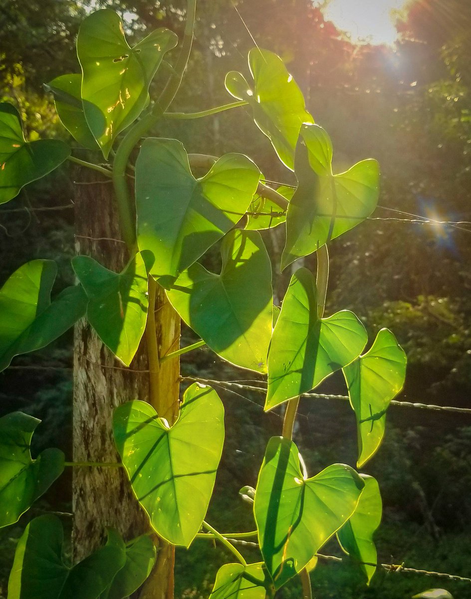 belizegolf's tweet photo. There is nothing better than a little sunlight and some green.

Free breakfast included with any booking at https://t.co/Dt4nyx8tMe https://t.co/baQI0w7TZE