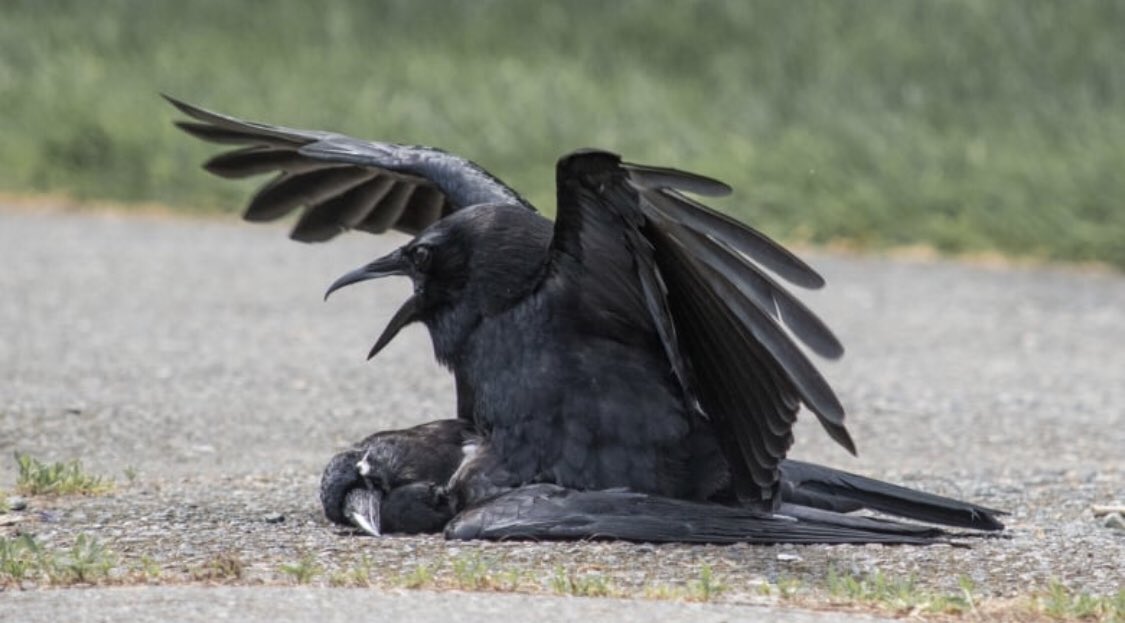 MilkCrows's tweet photo. Our prized crow “Ra” dropped dead mid race. Copulation began almost immediately and didn’t stop for 45 minutes! The race was a disaster... #ripRA #WhatToDoWithAllTheseCrowsMilkEnemas https://t.co/qw4gIE3vl4