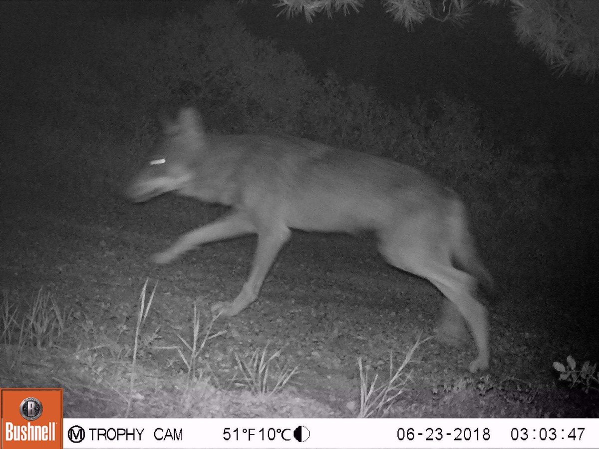 IrilenaEcology's tweet photo. Wolves have made a strong comeback at Mt Parnitha (Athens, GR) after roughly half a century and this time they are here to stay! #Cameratraping #Canislupus #wolfmonitoring #wolfprotection https://t.co/4XxAGPl6iI