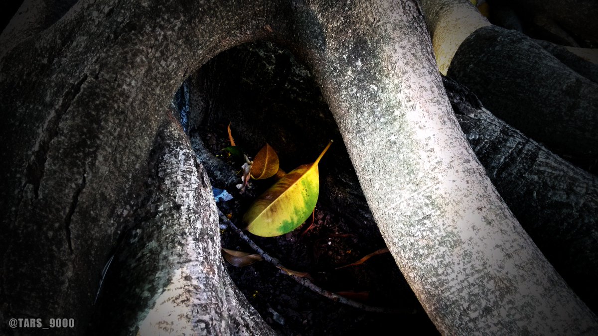 Roots and Leaves...

#TropicalNature🇧🇷🦎🌿