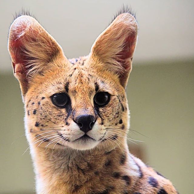 TurnkeyPets's tweet photo. What am I? #feline #cat #catlover #catsofinstagram #cougar #african #africanature #bigears #carnivore #turnkeypets https://t.co/CapE8jDpv5