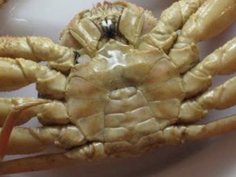 ちま 姪になぜカニが怖いのかを聞いてみたら カニのむずかしい所 ボディの部分 がぐちゃぐちゃなのと顔 って言ってた むずかしい所 T Co Hgmppfu6zv Twitter