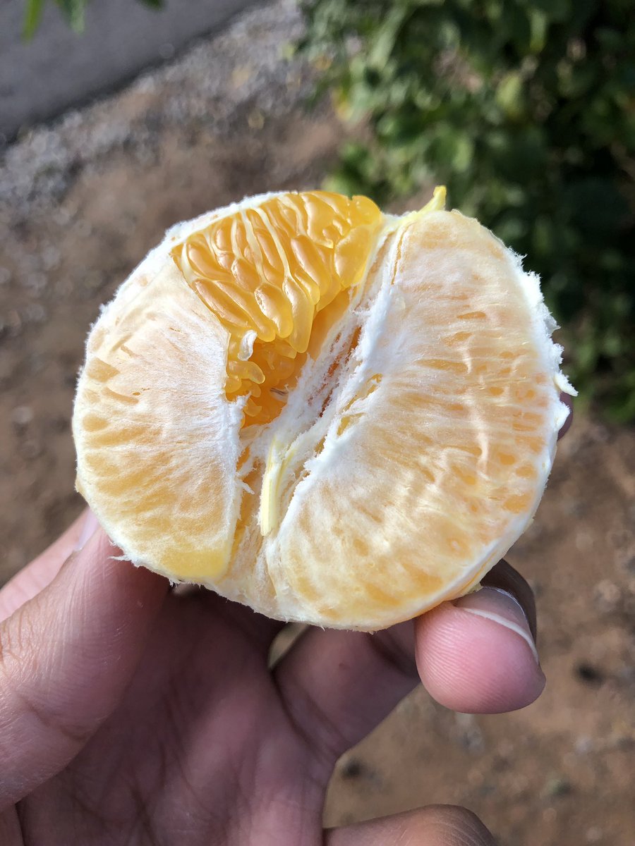faheemarshad101's tweet photo. One of the many benefits of coming to the Mosque

Sweet oranges 🍊

#PhoenixMosque #winterfruit https://t.co/7bhalfGE6k