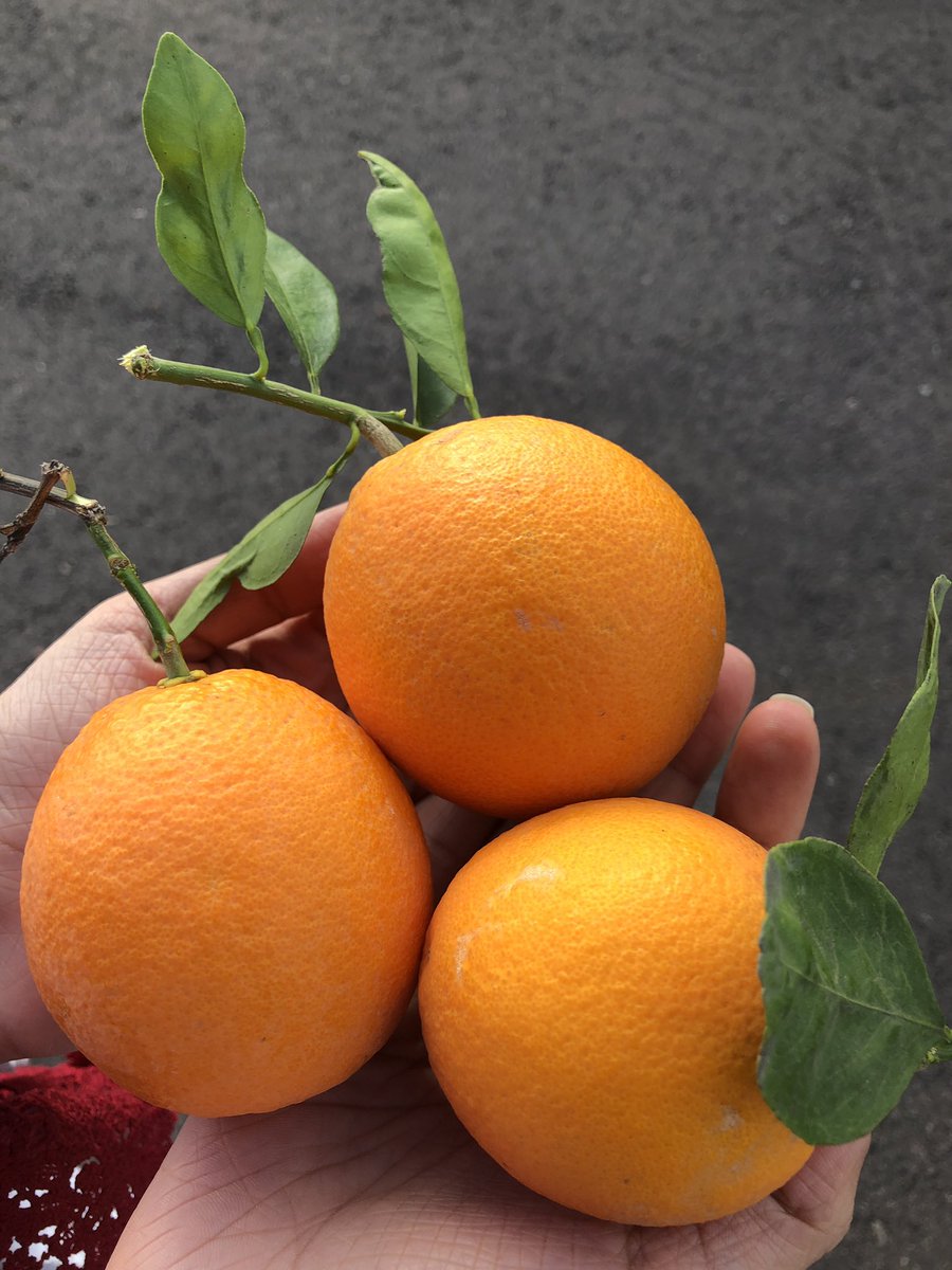 faheemarshad101's tweet photo. One of the many benefits of coming to the Mosque

Sweet oranges 🍊

#PhoenixMosque #winterfruit https://t.co/7bhalfGE6k