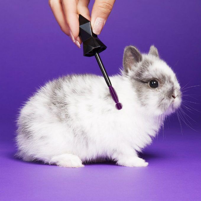 gothspiderbitch's tweet photo. Life hack: Save and wash your old mascara brushes instead of throwing them out so that they can be reused to help save a fluffer in need via Wands for Wildlife! https://t.co/Oi2S6wa1Rk