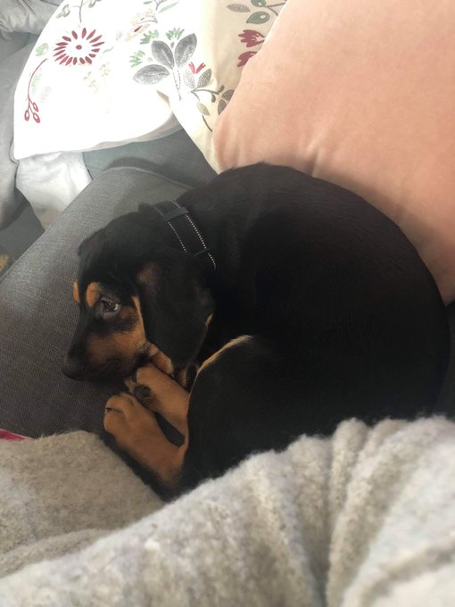 My dad just got a puppy and I&rsquo;m crying 😭 I wish he wasn&rsquo;t in America I want him here https://t.co/b2<a href="/tag/thetiteaishot"class="tags"><span>#thetiteaishot</span></a>