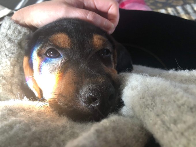 My dad just got a puppy and I&rsquo;m crying 😭 I wish he wasn&rsquo;t in America I want him here https://t.co/b2<a href="/tag/thetiteaishot"class="tags"><span>#thetiteaishot</span></a>