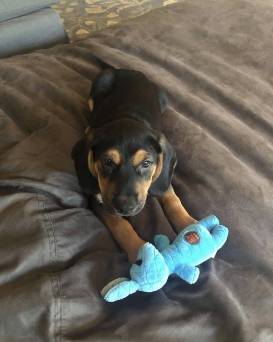 My dad just got a puppy and I&rsquo;m crying 😭 I wish he wasn&rsquo;t in America I want him here https://t.co/b2<a href="/tag/thetiteaishot"class="tags"><span>#thetiteaishot</span></a>