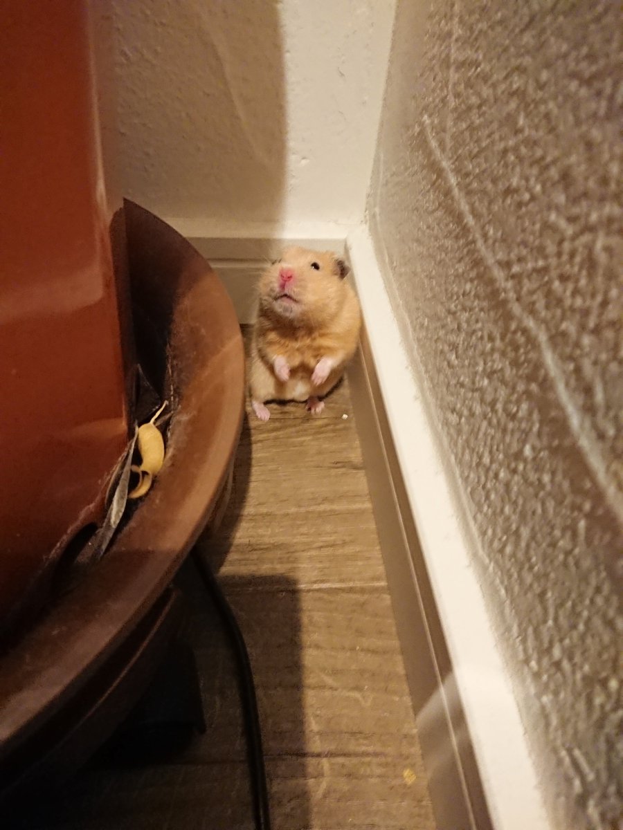 ハムスター脱走