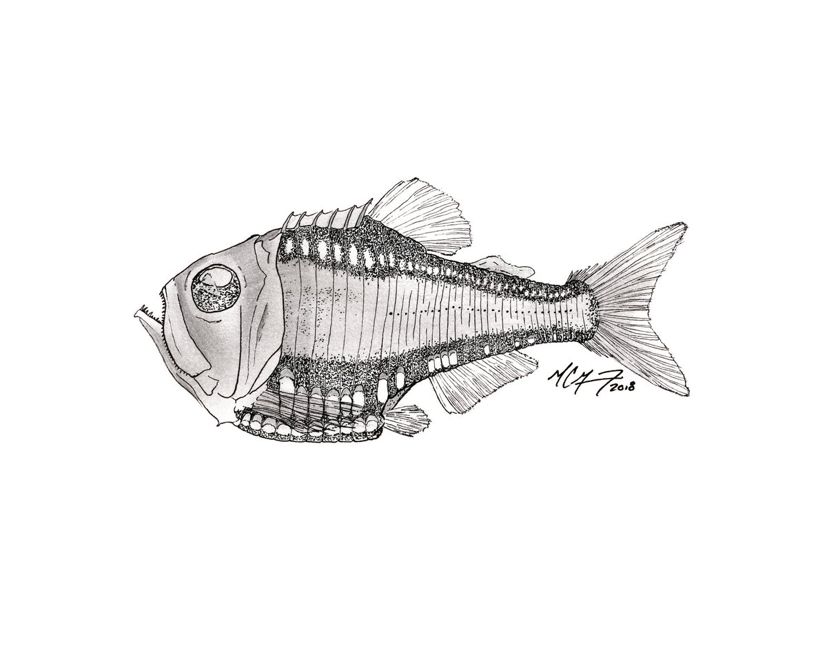 Pterycombus's tweet photo. @JaylynSnowMusic I love that you do this! I use anatomy to make art! https://t.co/o2wxMIeGWr #anatomy #sciart #photography #illustration #SundayFishSketch https://t.co/snQxMhEHBl