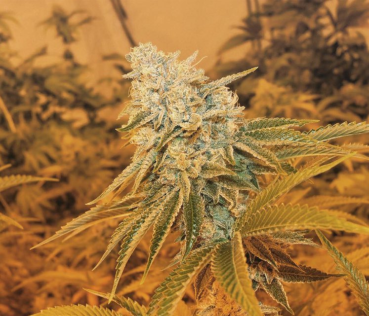 MamaMedicinal's tweet photo. So blessed 💚💎🔥 #myphoto #lovewhatyoudo #cvid @Ganjatube @HIGH_TIMES_Mag @EmeraldZoo @DOPE_Magazine @_jena4n @Hippie_of_Love https://t.co/h30jeNNQEa