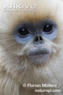 primateandproud's tweet photo. Maybe they were born with it, maybe it’s #MonkeyMonday. #Rhinopithecus https://t.co/4SZP9Qzykx