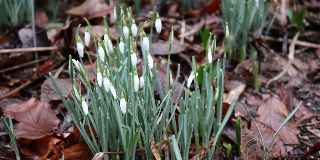 VanDusenGdn's tweet photo. A harbinger of spring, common snowdrops (Galanthus nivalis) are blooming in many areas of the garden now. #botanicalgarden #earlyblooms #flowers #vancouver @ParkBoard https://t.co/KqjGBHImWR