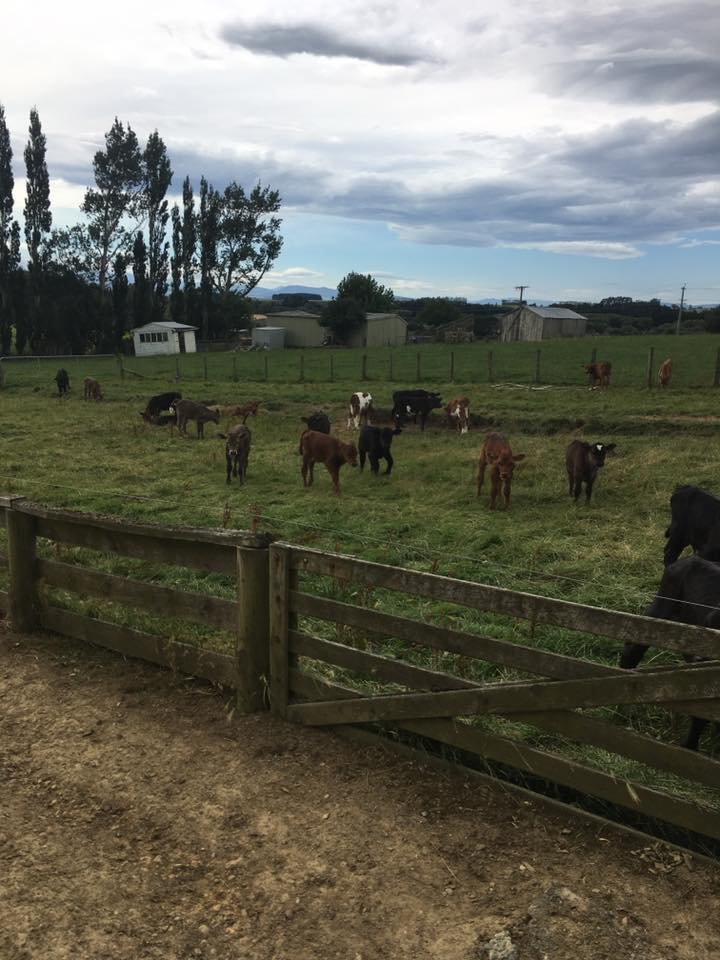 OSPStockfeeds's tweet photo. All the summer born wagyu calves are doing really well! #agchatnz https://t.co/q2DEfPpcbO