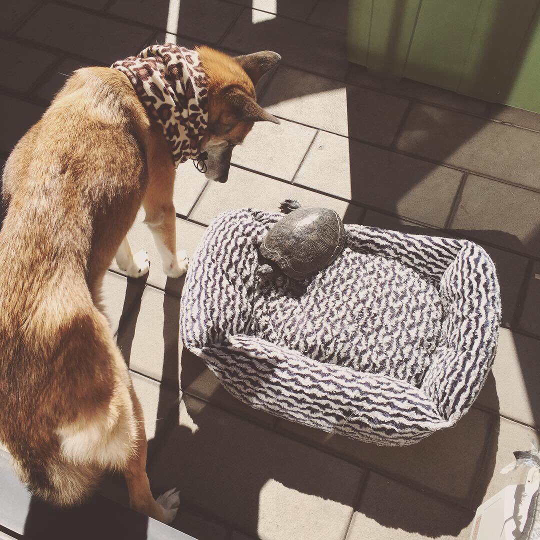pea72btr's tweet photo. インスタでもあげたけど、うちの亀と犬が可愛いんですよ。亀にベッド奪われちゃう犬。 https://t.co/iHLMvNdOgR