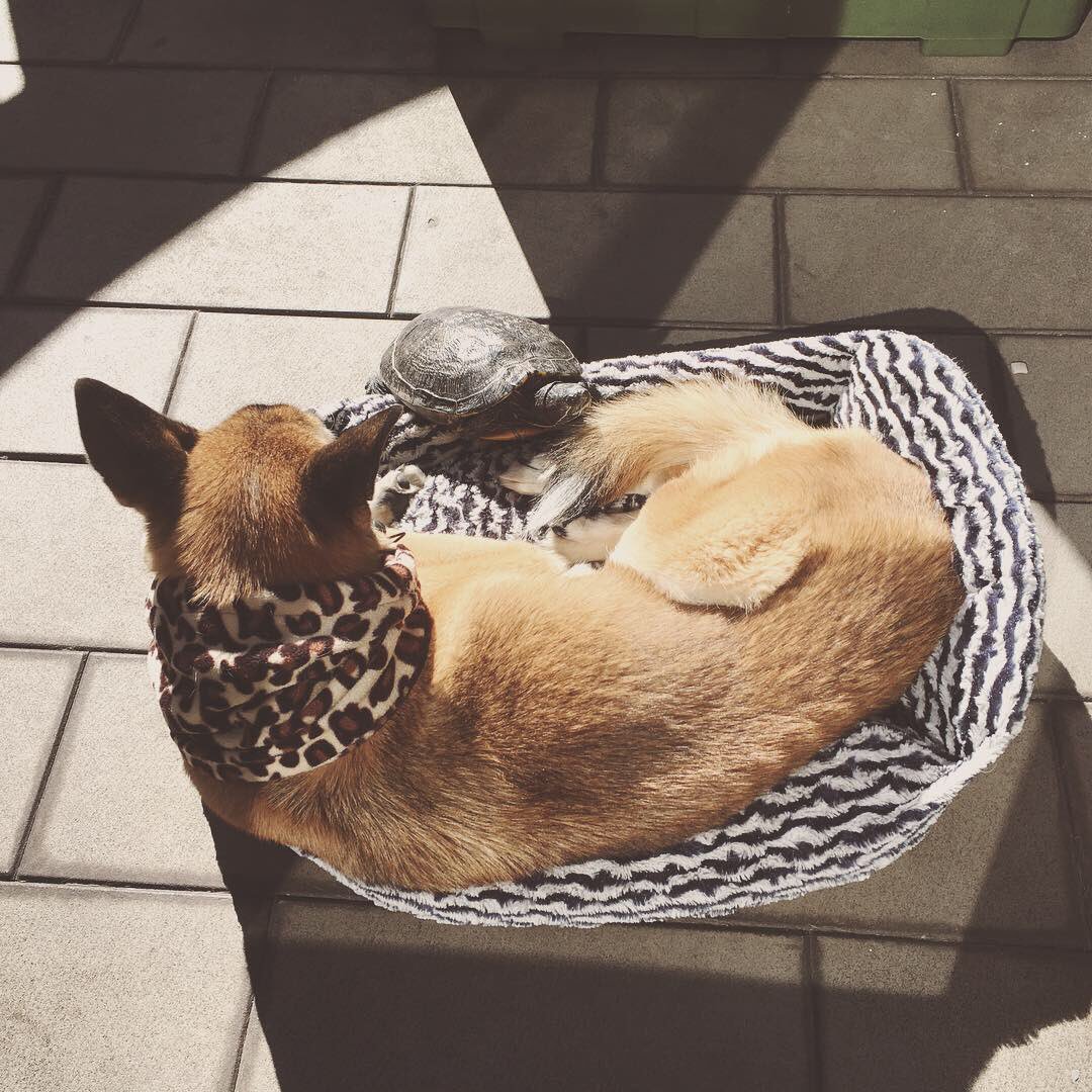 pea72btr's tweet photo. インスタでもあげたけど、うちの亀と犬が可愛いんですよ。亀にベッド奪われちゃう犬。 https://t.co/iHLMvNdOgR