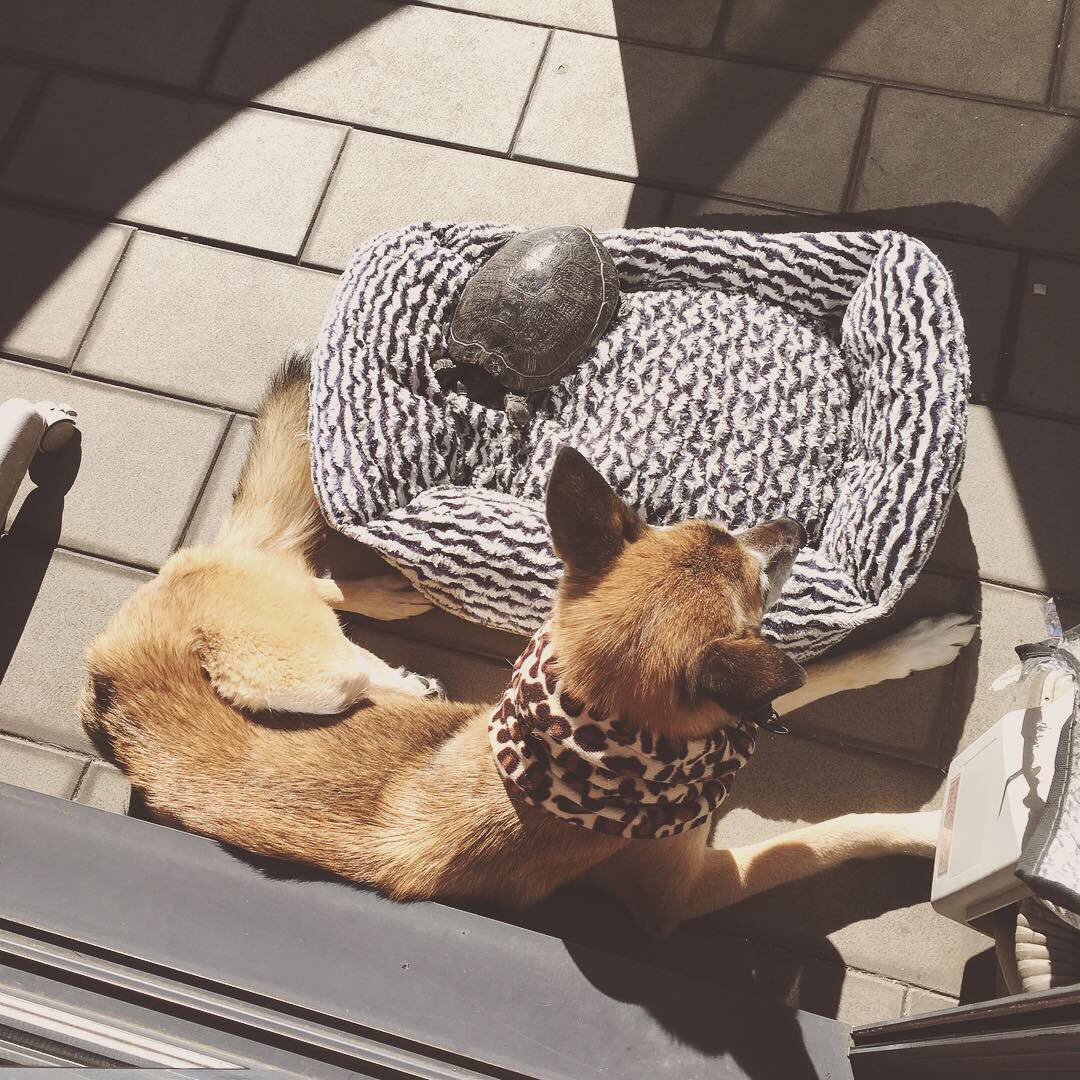 pea72btr's tweet photo. インスタでもあげたけど、うちの亀と犬が可愛いんですよ。亀にベッド奪われちゃう犬。 https://t.co/iHLMvNdOgR