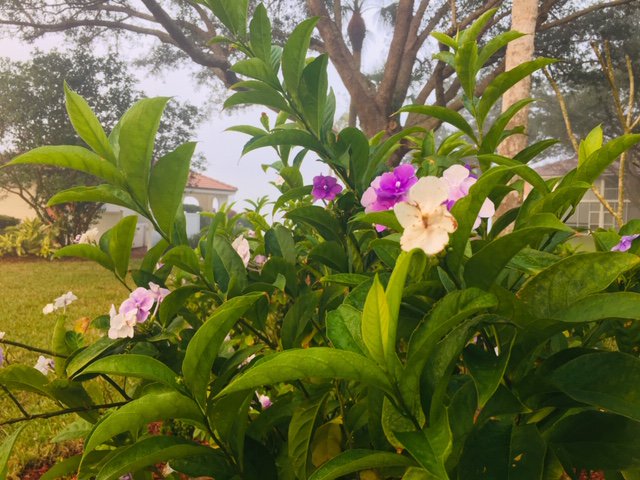 verlafortier's tweet photo. My post on why tree diversity in Naples, Florida is rocket fuel. #chronicdisease #lupuschat #trees #breathe #health #agingwithoutshame 
https://t.co/2ECzKvZXfp https://t.co/oVsU7tYUjt