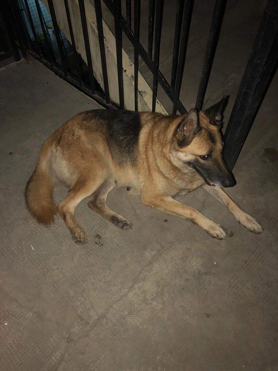 marcieuk's tweet photo. LA ECHARON ‼Y ELLA NO SE MUEVE DE LA PUERTA DE LO QUE FUE SU HOGAR💔 ,YA SE LES HABLO Y NO LA QUIEREN MAS!!!ROGAMOS UN TRANSITO PARA ELLA ESTA PREÑADA‼‼‼😭ESTO ES URGENTE .VILLA SOLDATI .CEL 1127066304 .CABA POR FAVOR COMPARTAN!!🙏🙏🙏🙏 https://t.co/SEd9EbTKbY