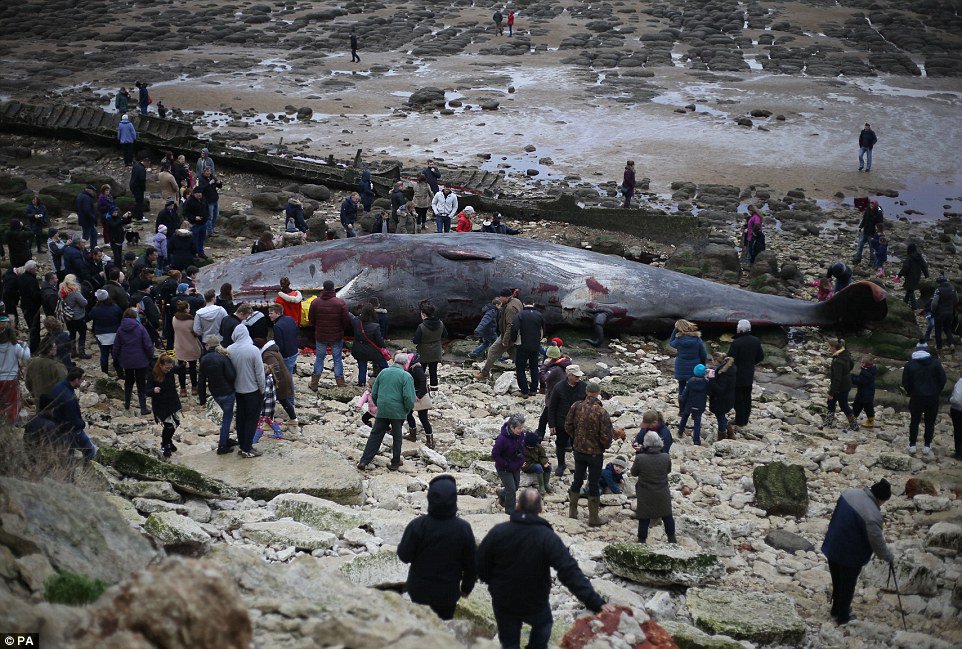 Dr. Donald Allen Deever tweet media