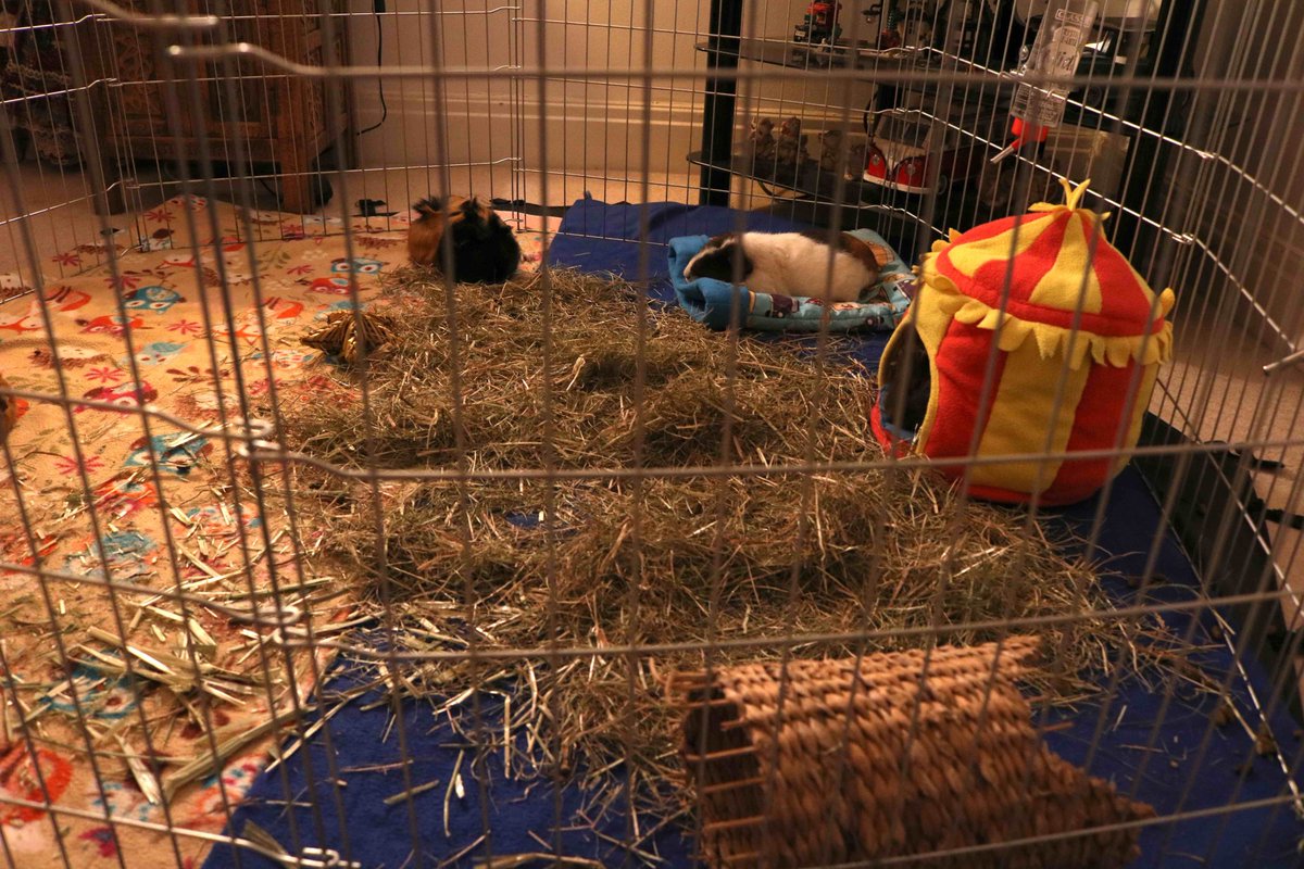 Take a look at these different indoor playpens for guinea pigs, including my own set up for my four girls. whathaytofeedyourguineapigs.com/indoor-guinea-…