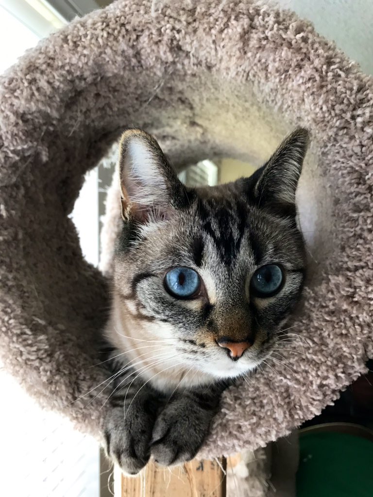 GonzoMark68's tweet photo. @pants Joshua agrees. He is as soft as a kitten. https://t.co/KUt0BYb4HO