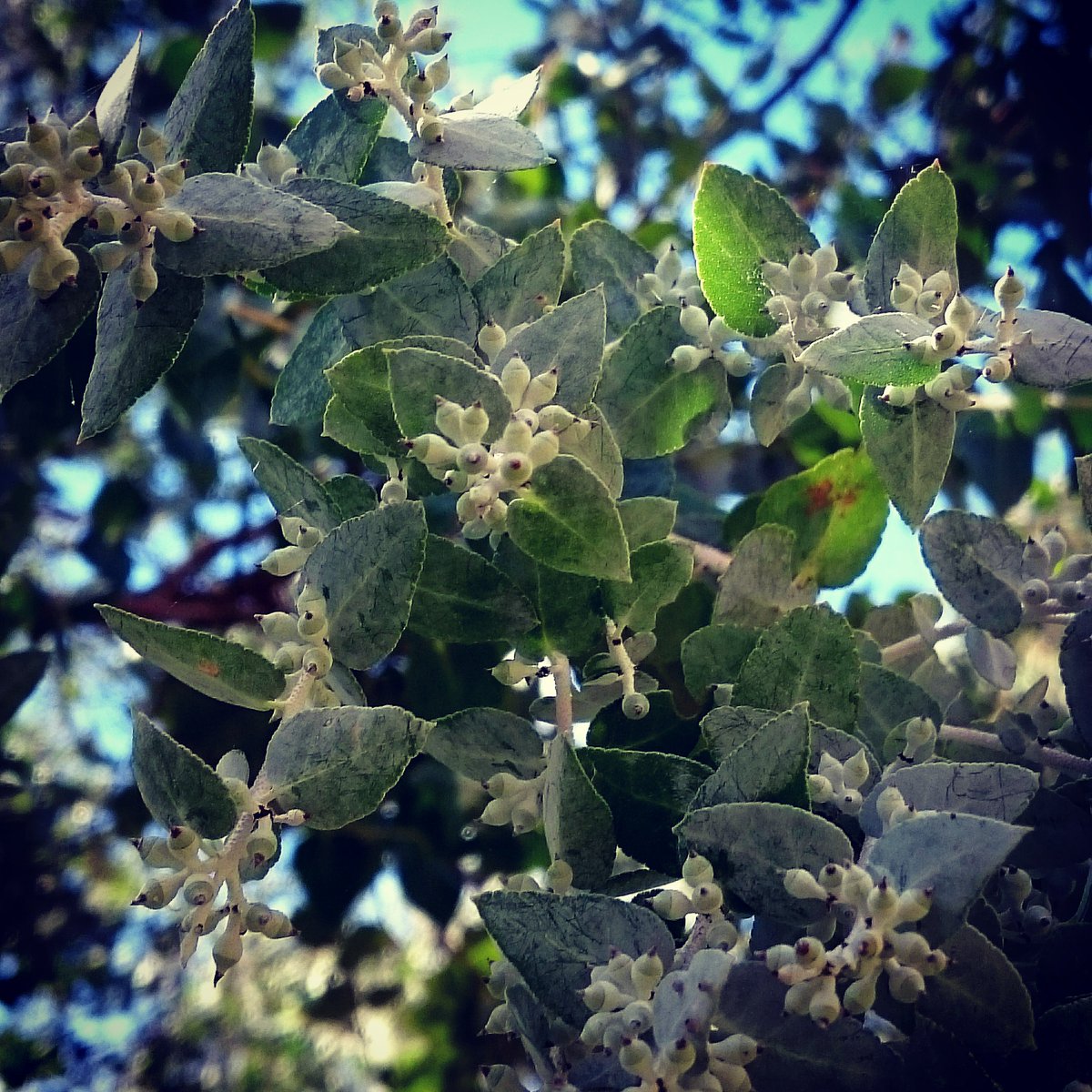 PhillipaTrelfo1's tweet photo. Beautiful eucalyptus. #australiantrees #gardens #flowerings #outdoors https://t.co/qwgS7OFQQp