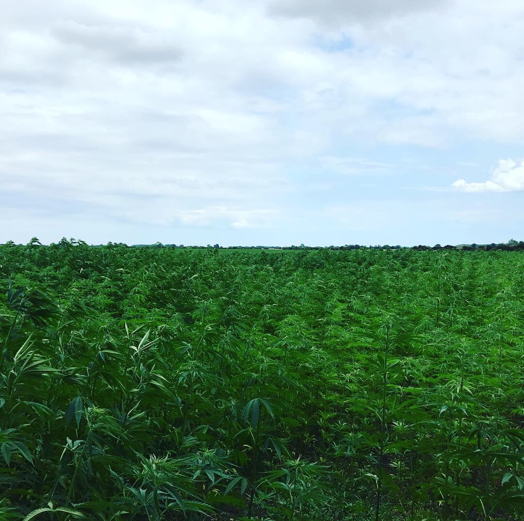 hempventures's tweet photo. Hemp is back on the menu. And building homes. And in your clothes.      Some people say it’s dope. But I’m like “naw, it’s industrial hemp” https://t.co/Fq2WAtHhRZ