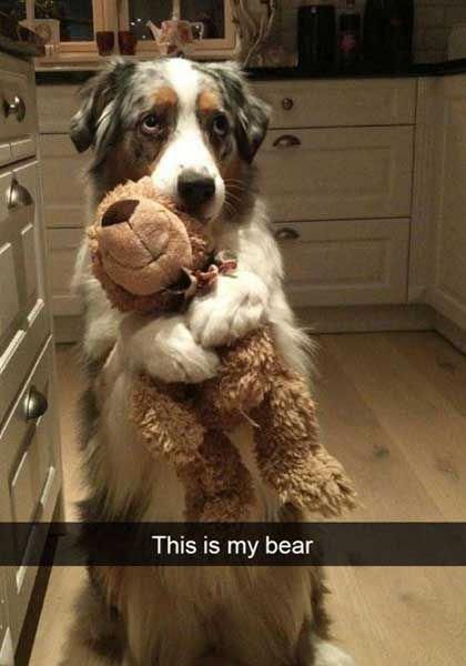 BarkingFun's tweet photo. Just Pinned to Heart warming dogs: Funny Dog Snapchats That Will Have You Howling With Laughter #dogscute https://t.co/9lgTetXRb7 https://t.co/DORq7V6ylm